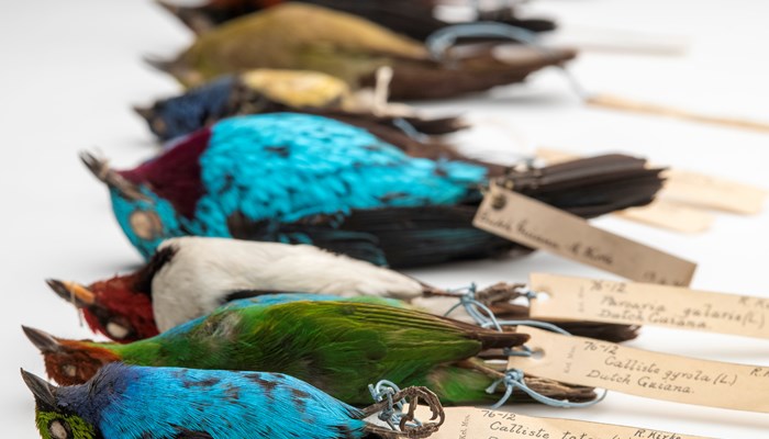 Photograph of the Robert Kirke bird skins, 1876.12%  © CSG CIC Glasgow Museums Collection